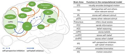 Frontiers A Brain Inspired Model of Theory of Mind